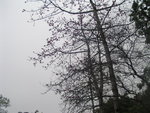 shingmun022