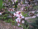shingmun038