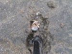 Soldier Crab 兵蟹