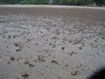 some sand, digged by crabs?