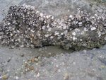 rock