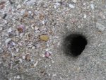 Crab hole