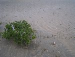 mangrove tree
