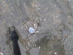 A soldier crab