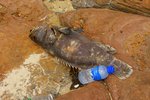 死魚一大條