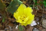 仙人掌開花