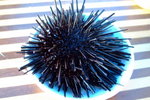 TungA_036