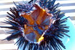TungA_037