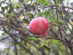 wilson7-8_07