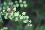 IMG_4963