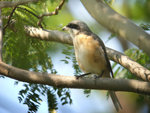 RIMG0037a_filtered_saVtpm2Y55SR