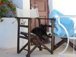 Cats@Mykonos