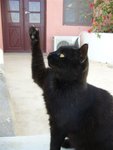 Cats@Mykonos