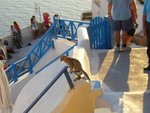 Cats@Oia