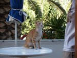 Cats@Paros