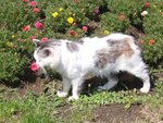 Cats@Castle of S.Forga, Milan.