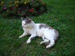 Cats@Castle of S.Forga, Milan.