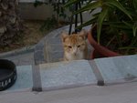 Cats@Paros