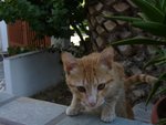 Cats@Paros