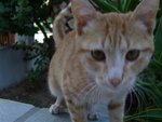Cats@Paros