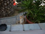 Cats@Paros