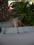 Cats@Paros