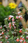 IMG_7390