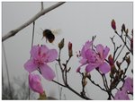 小蜜峰嗡嗡嗡