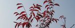 紅葉片片1