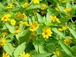 yellow flowers