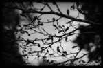 B&W - 柳暗枝明