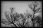 B&W - 鳥腃枝還