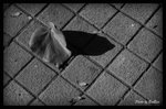 B&W - 落葉