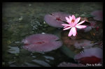 志蓮 - 睡蓮