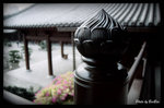 志蓮 - 石蓮