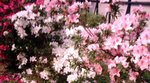 PICT0014_edited