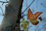 DSC_9763 cs2
