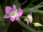 DSCN0422