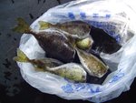 泥鯭做午餐