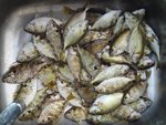 自己釣的泥鯭