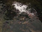 DSC07378