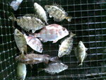 剖份釣到的魚