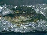 Gary釣的烏頭,BBQ煨左五個人食,正