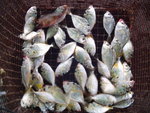 DSC00005
