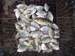 DSC00038