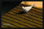 DSC_1239-p
