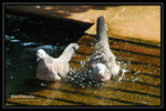 DSC_1242-p