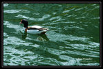 DSC_1250-p
