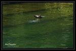 DSC_1254-p