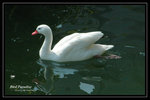 DSC_1268-p